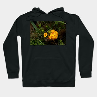 Parrot Pea Hoodie